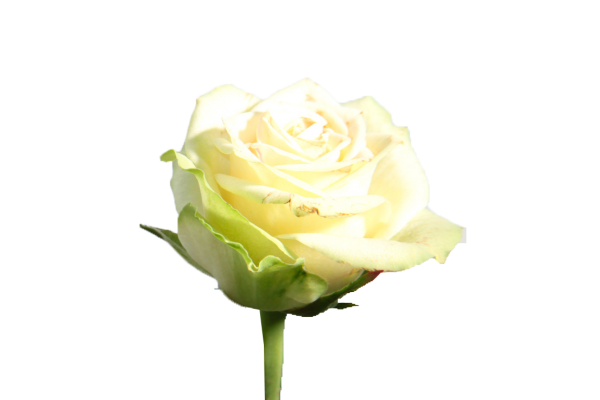 Роза Шампань